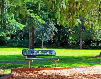 Park bench under a tree at Kiku Park